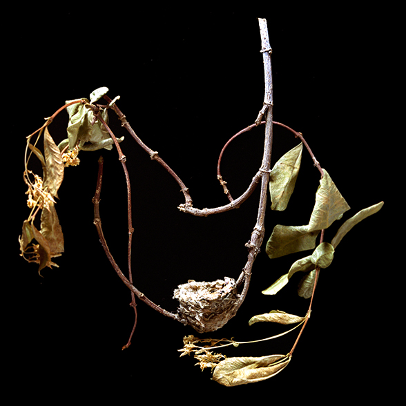 Anna's Nest on Jasmine Vine 2/20