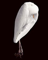 The Egret