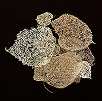Laced Leaves