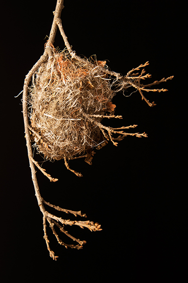 Nest With Lines 2/20