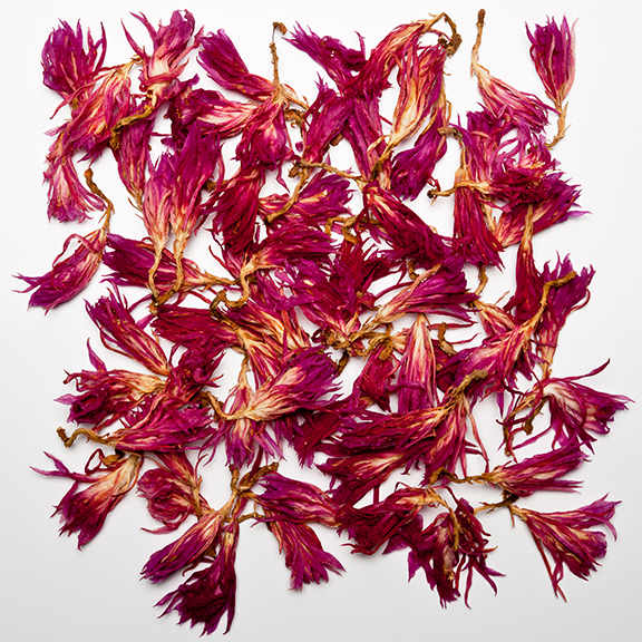 Fallen Petals