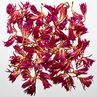 Fallen Petals