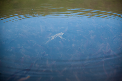 Ripple Effect