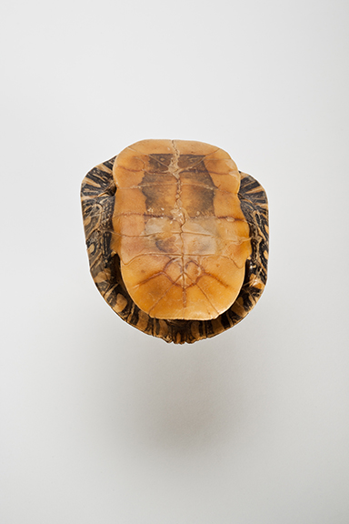 The Find: Chyserys picta Under 1/10