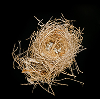 Nested Siblings