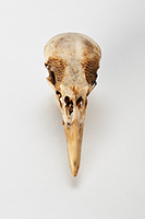 The Find: Skull #15  1/10